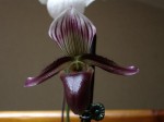 paphio barbatum