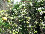 pommier-fleur314-10-2009_10-44-16.jpg