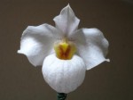 paphio armeni white