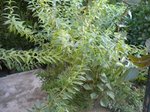 DSCN0029.JPG