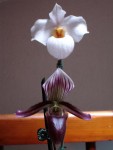 DSC00157.JPG