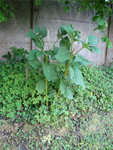 plante 320x240 copie.jpg