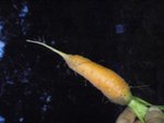 P9185127 jinf.jpg