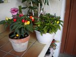 DSCN0039.JPG