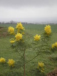 mimosa 2.JPG