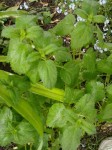 DSCN1404.JPG