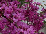 cercis canadensis.JPG
