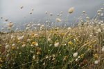 dic-IMG_1027.jpg