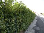DSCN2706 1.JPG