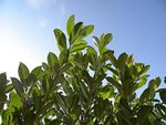 DSCN2712 1.JPG