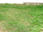 herbe devant.JPG