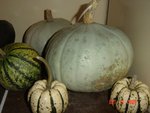 courge bleue tr.jpg