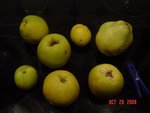 coings tr.jpg