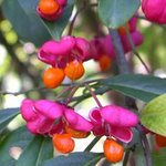 Euonymus europaeus red cascade.jpg