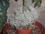 plantes 0022.JPG