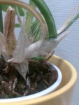Oncidium 23-10-2009 2.jpg