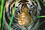 gros-plan-tigre-bengale-480558.jpg