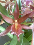 Image135.jpeg