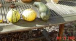 bizarre7, ronde de nice et courgette