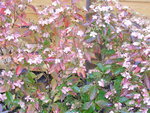 DSCF2978.JPG