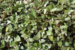 2009 10 18 ___jardin 15h38a.jpg