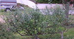 DSCN3662-1.JPG