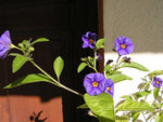 Plante - copie.jpg