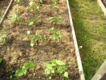 Une planche de haricots ayant germé en intérieur (méthode du papier toilette)