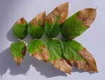 Glycine.jpg
