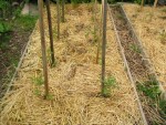 Tomates paillées, traitées à l'ortie, la consoude, la prêle et la fougère.