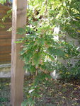 Glycine 2.jpg