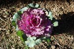 2009 10 24 ____jardin 16h57.jpg