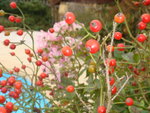 octobre 2009 013.jpg