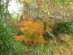 octobre 2009 017.jpg