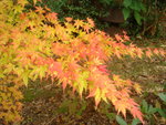 octobre 2009 018.jpg