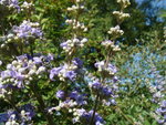 juillet 2008 435.jpg