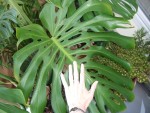 Monstera2.JPG