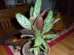 Plante 003.jpg