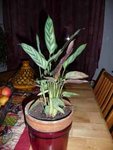 Plante 001.jpg