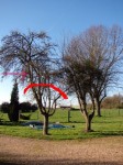Pommier à tailler.jpg