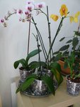 Les 3 Phal, feuilles un peu façon oreilles de Cocker (plus avant, mais un peu mieux)