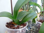 Phal2, coloration des feuilles pas uniforme.<br />Une feuille déjà perdue (je l'ai coupé car toute jaune)