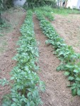 mon jardin 026.jpg