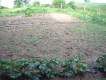 mon jardin 025.jpg