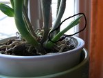 dendrobium 1.JPG