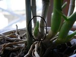 dendrobium 2.JPG