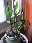 dendrobium 3.JPG