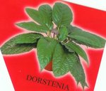 dorstenia.jpg