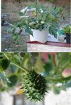 plantes.JPG