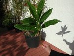 DSCN2393.JPG